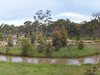 Water Flower Ponds